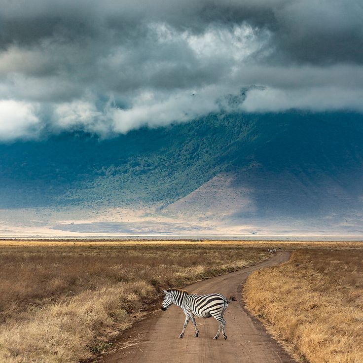 Ngorongoro, Serengeti, Manyara, Mikumi National Parks